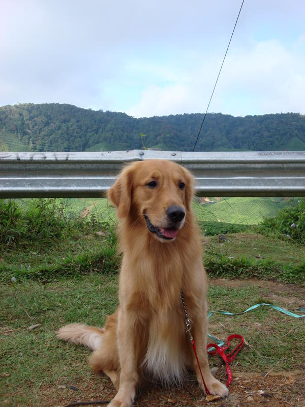 local golden retriever puppies for sale malaysia and puppy portal commercial puppies for sale local golden local golden retriever puppies for sale malaysia and puppy portal commercial puppies for sale local golden