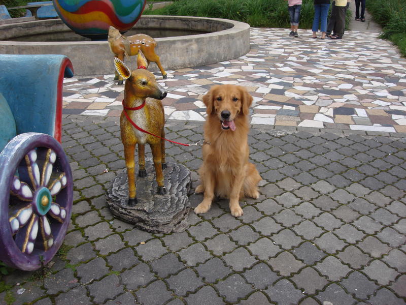 local golden retriever puppies for sale malaysia and puppy portal commercial puppies for sale local golden local golden retriever puppies for sale malaysia and puppy portal commercial puppies for sale local golden