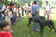 Malaysia K9 Day